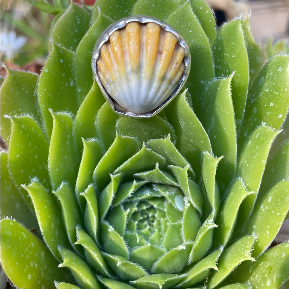 Sunrise Shell Ring - Picture 6 of 6